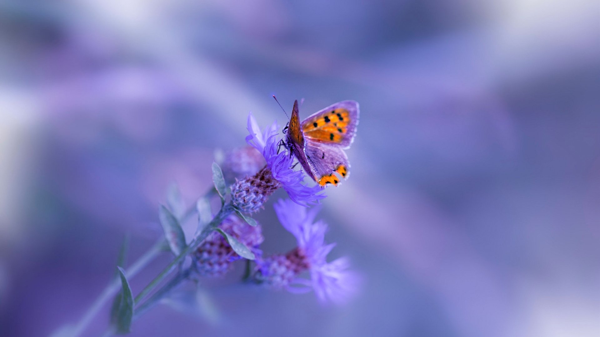 十日双冠，兹维列夫跨越大海的镌刻，如何用红土与硬地的和弦击穿不可能