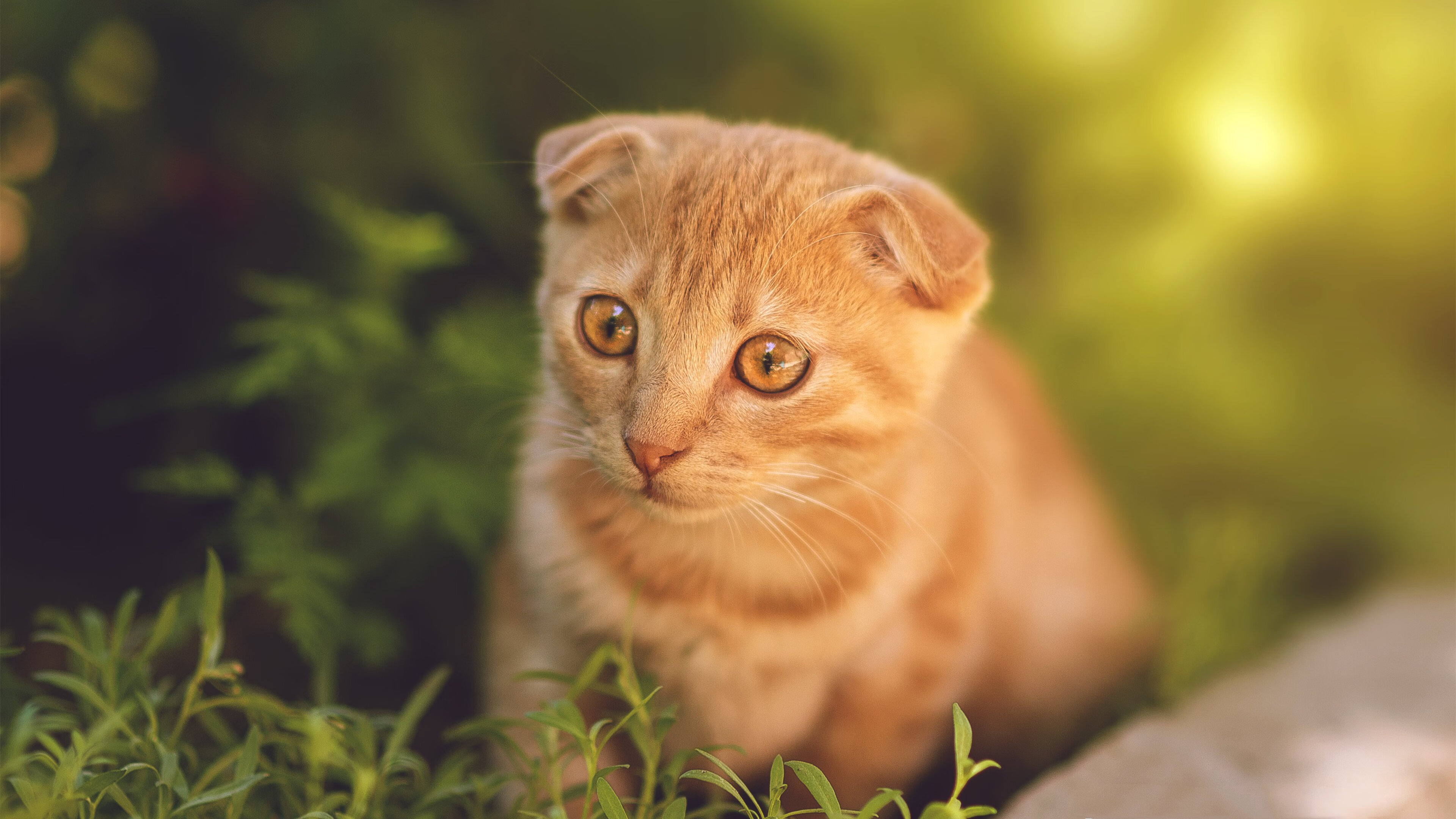 门神皮克！哥斯达黎加史诗夺冠夜，38岁传奇赛后评分拉满
