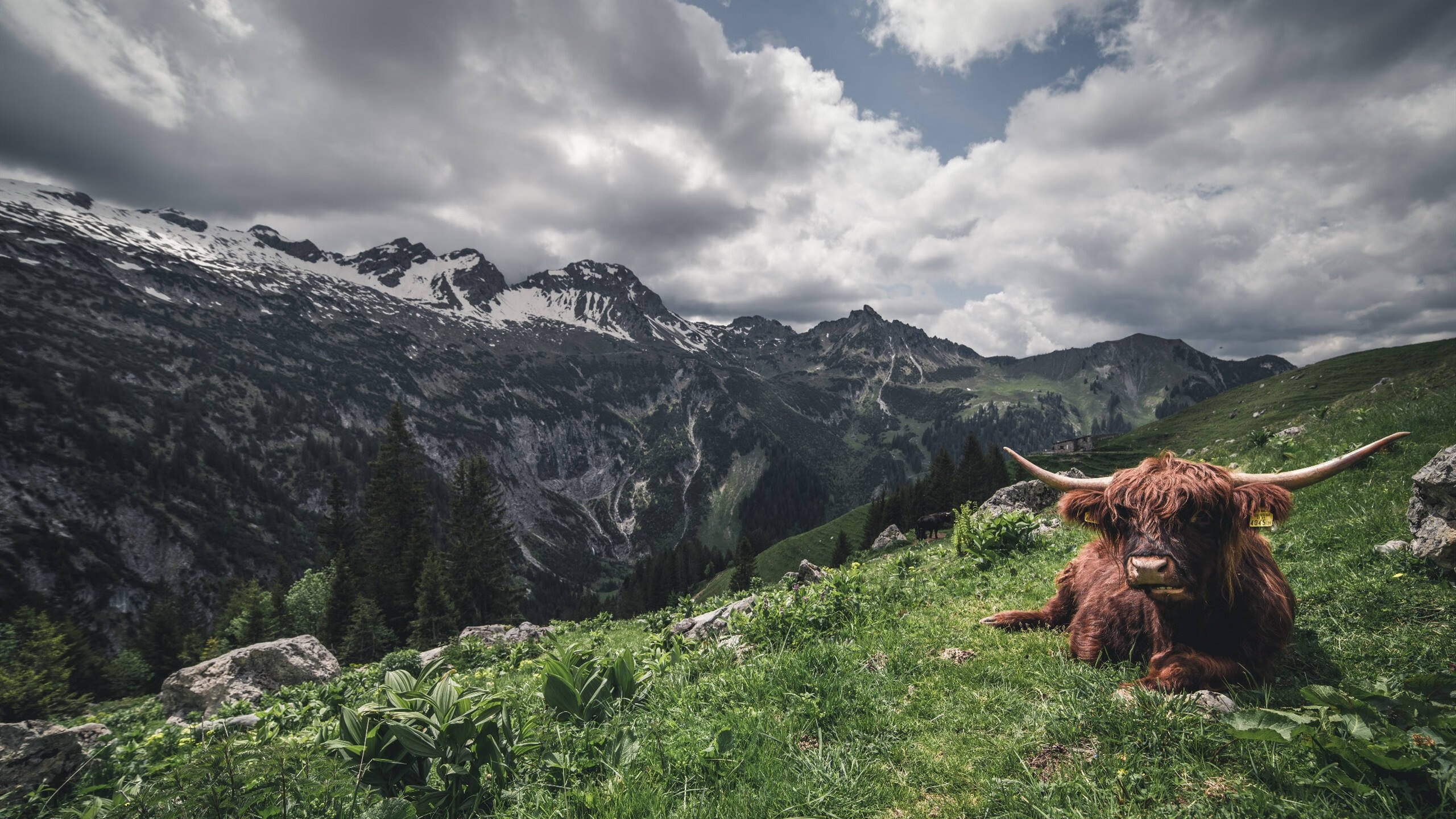 东方力量逆袭，小贾伦统治攻防，辽宁队正面击溃公牛纪实