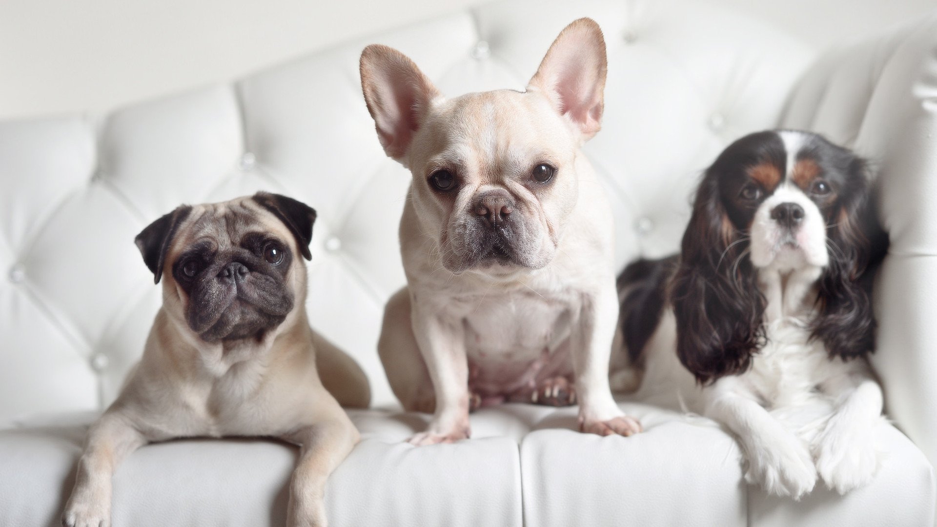 三箭穿心！2026世界杯经典战，乌拉圭一波流击溃非洲雄鹰