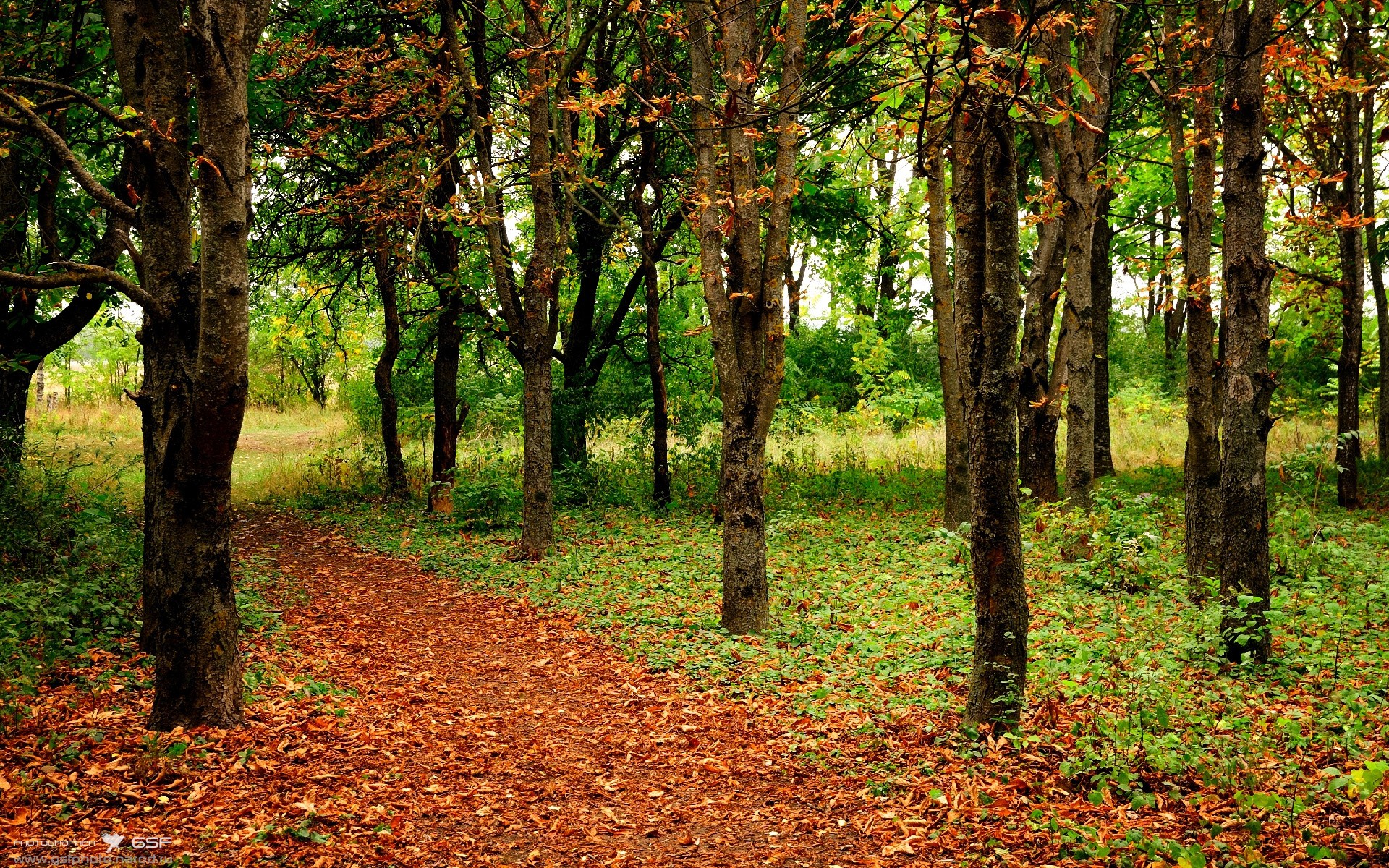 狐狸的魅影，当福克斯撕裂洛杉矶之夜