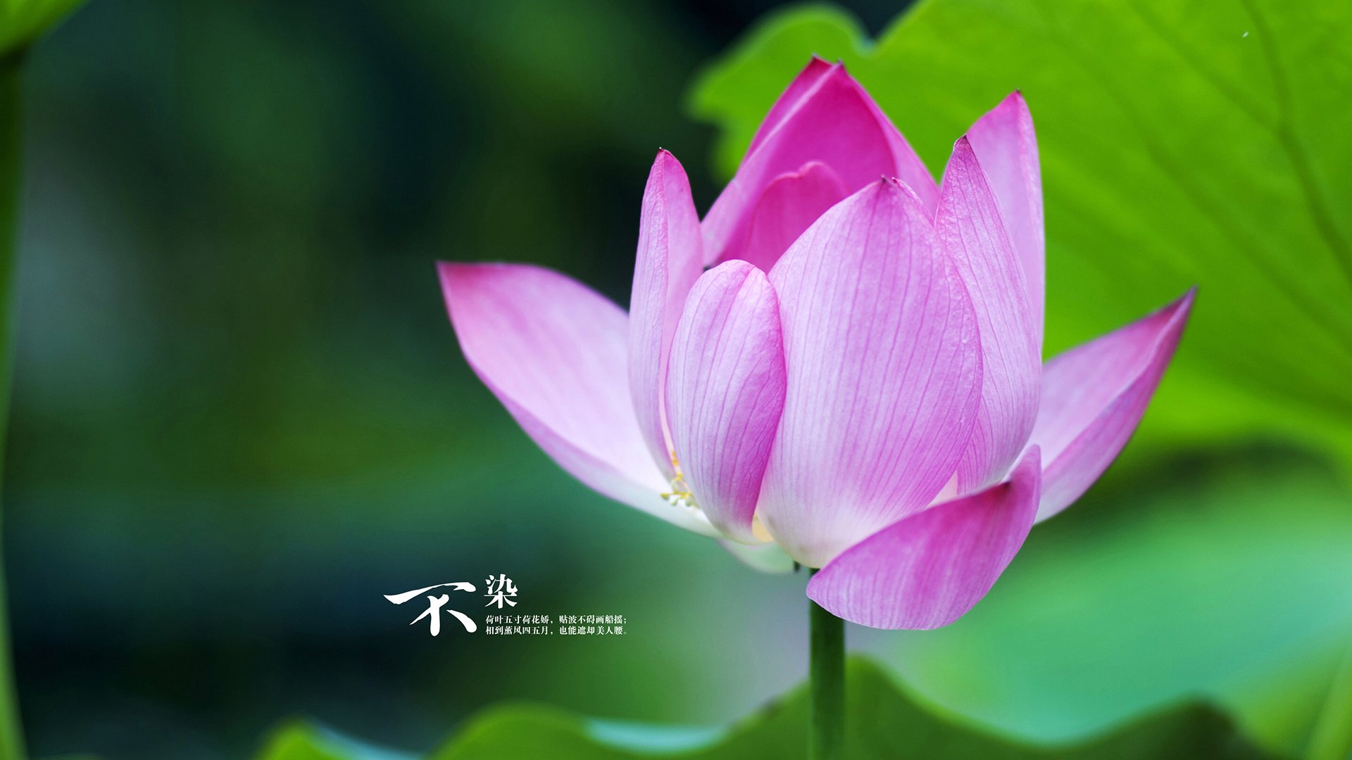 狐狸的魅影，当福克斯撕裂洛杉矶之夜