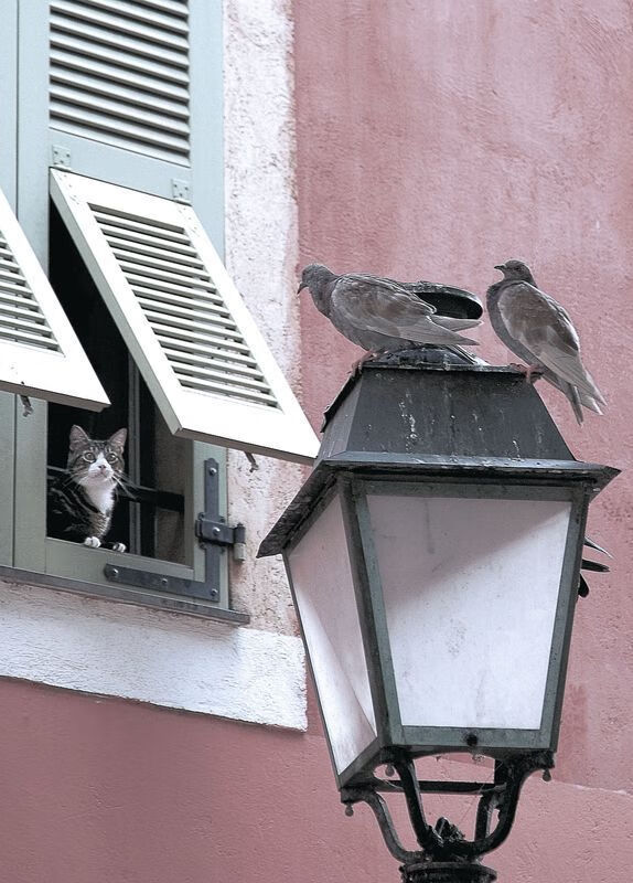 双子星碰撞,当绿茵场上的手术刀切开政治版图的僵局