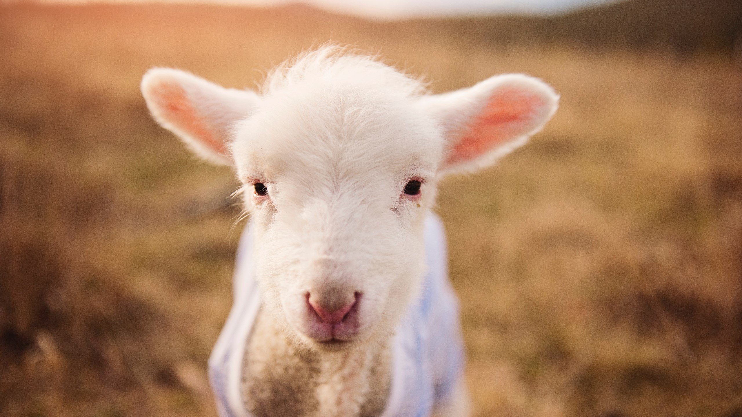 意志的胜利,当京多安的冷静收割了切尔西的喧嚣