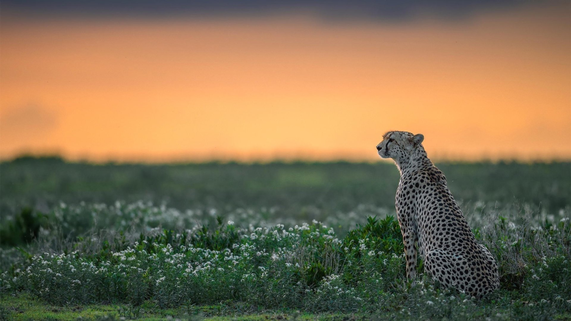 孤胆英雄之夜!独行侠客场力克浙江,小贾伦制胜回合展杀手本色