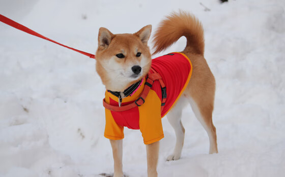 布鲁诺终场绝杀！比利亚雷亚尔友谊赛力挫韩国劲旅