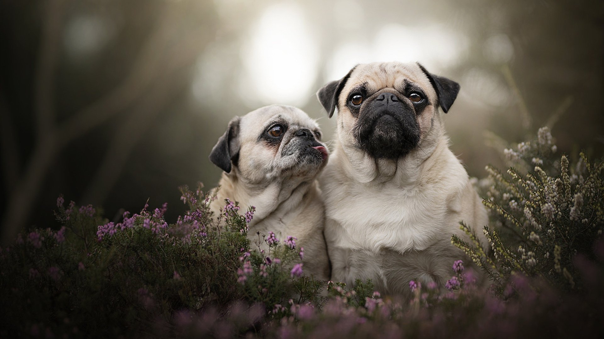 火箭制霸勇士，英格拉姆的节奏革命与勇士的三分宿命