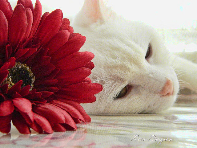 德罗赞跨界化身攻防转换引擎,广东队压哨绝杀魔术创历史