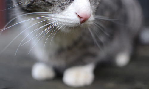 开云体育app-当绿茵场化身东决战场，国际米兰以篮球式体系全面压制喀麦隆