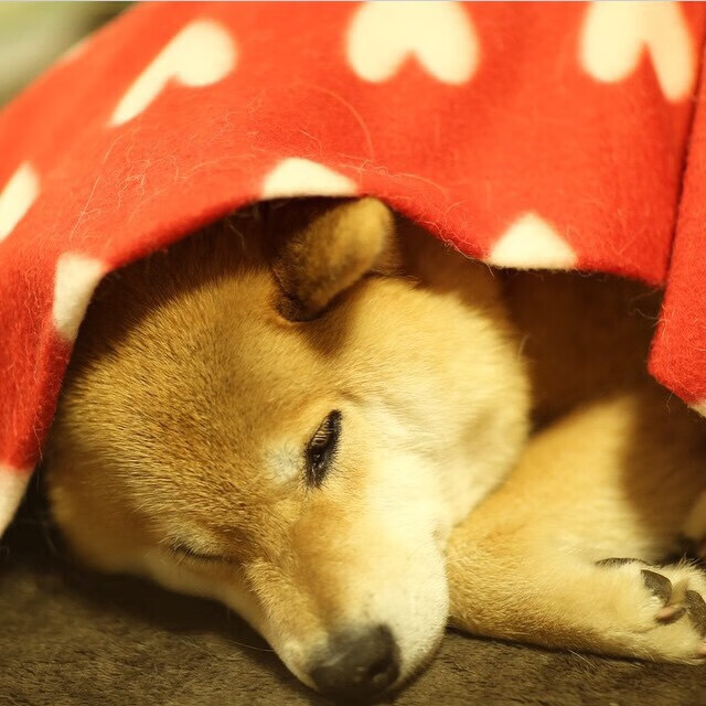 红魔绝境奏响双重奏，曼联关键战突围比利时，马丁内利数据全面爆炸