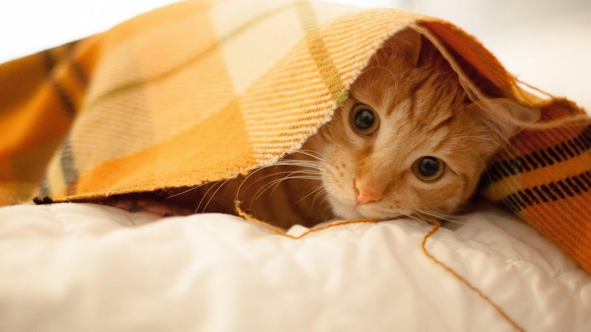 镇守的雕塑与狂舞的火焰，戈贝尔如何用沉默完成最响亮的爆发