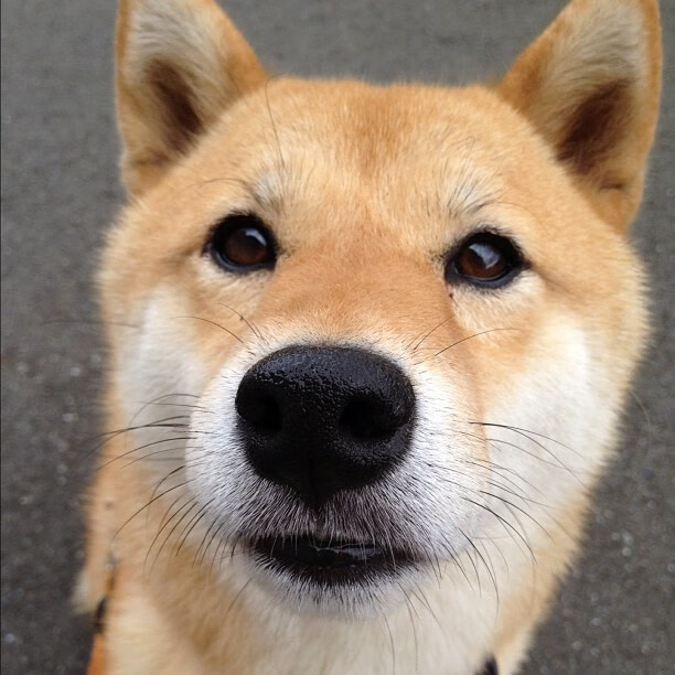 发动机的轰鸣与古文明的战鼓,当F1赛道成为地缘隐喻的战场