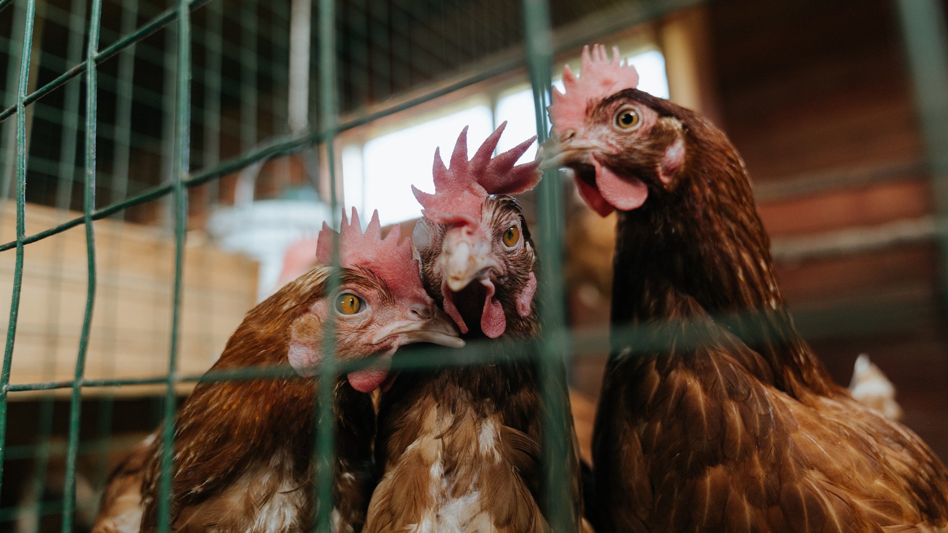 孙兴慜的光与挪威的风,足球版图上两条新的裂痕