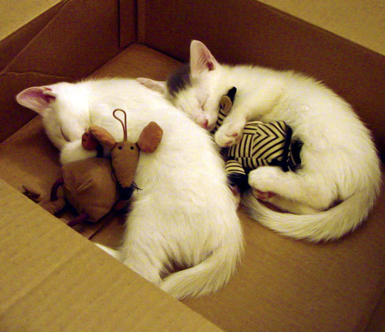 王者对冲，在F1街道赛的轰鸣中，莫兰特刺破夜色的一击