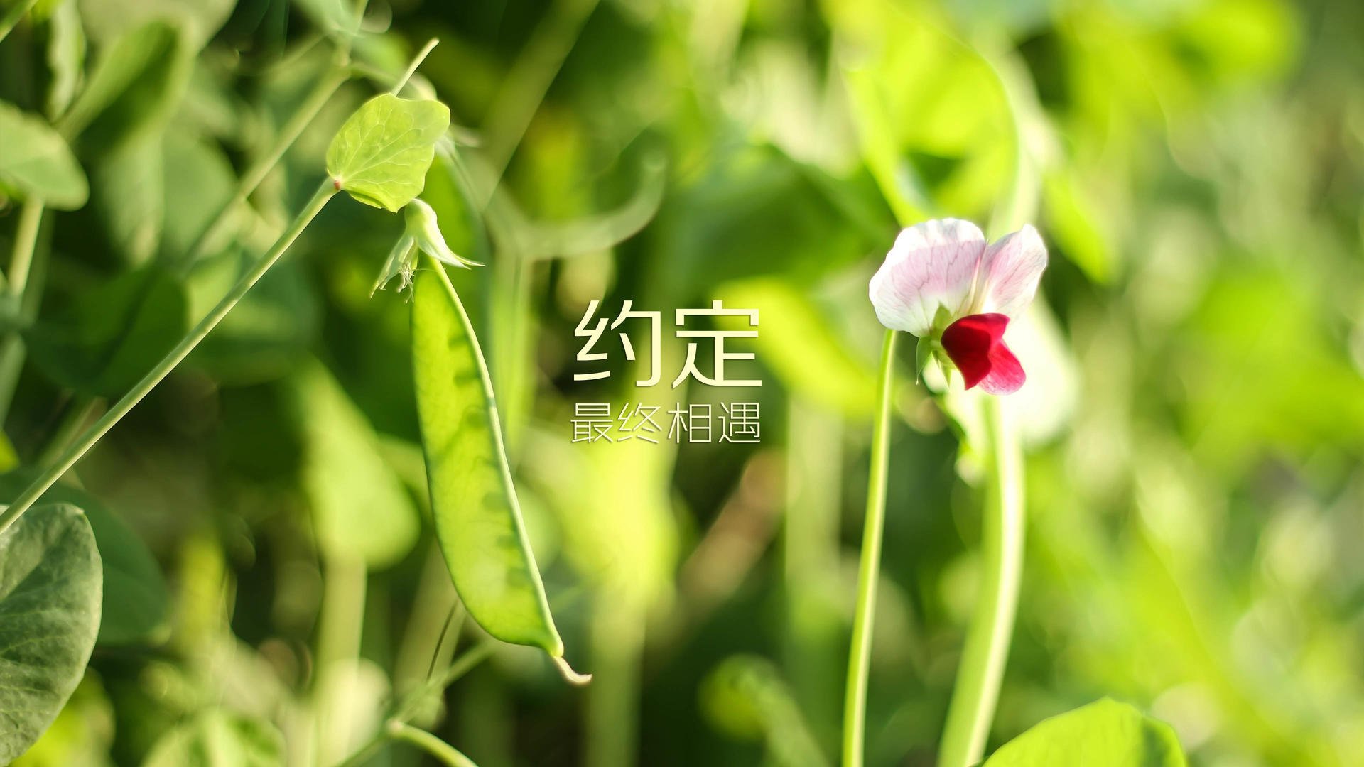 暹罗湾的奇迹，当梅西的脚，为德意志战车指引了通往2026之路